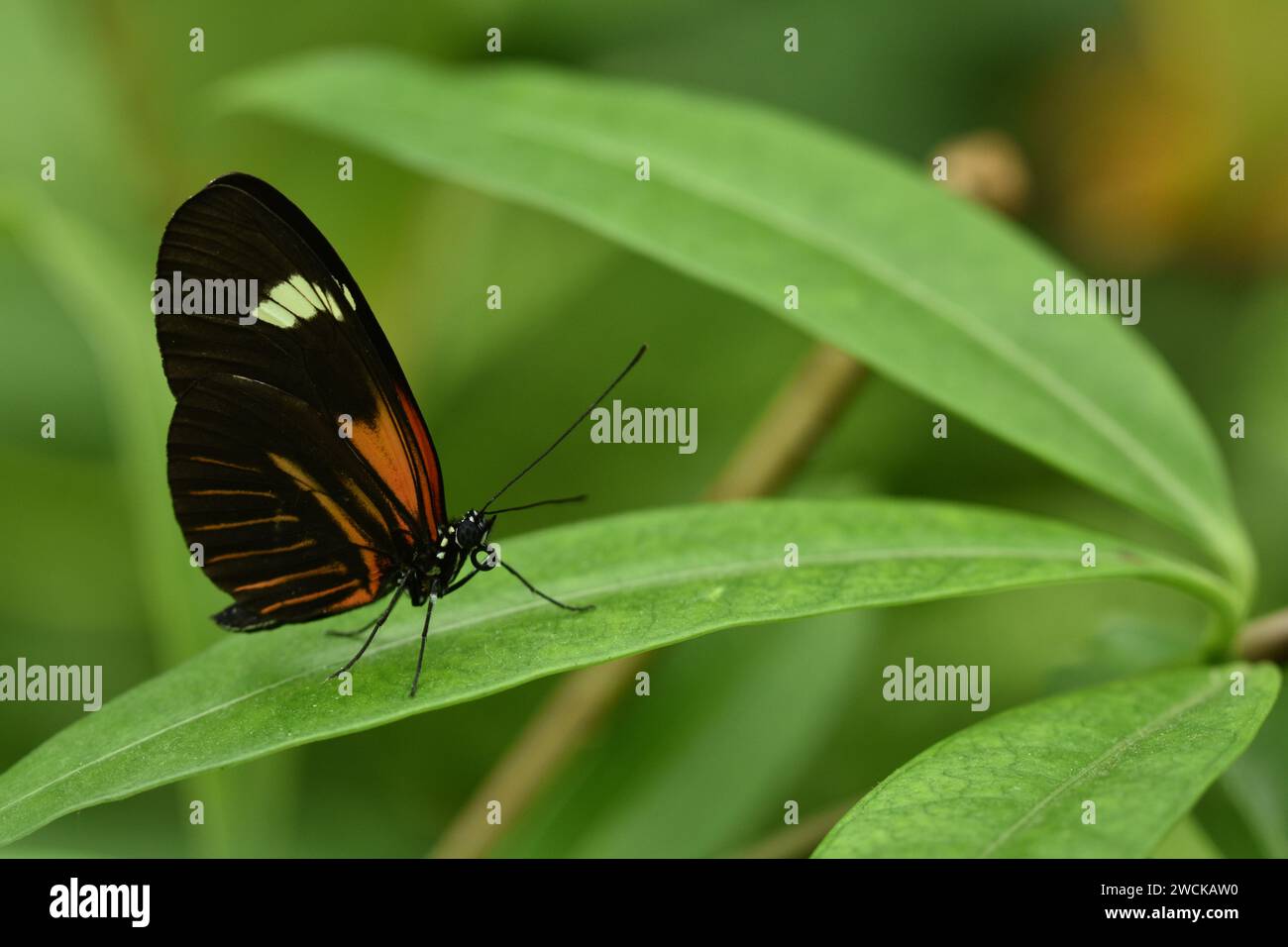 Macro photo de papillon dans le jardin Banque D'Images