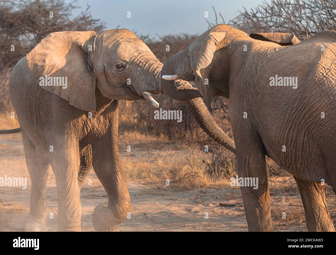 Des éléphants mâles juvéniles se bagarrent tôt le matin dans une réserve de chasse du centre de la Namibie. Banque D'Images