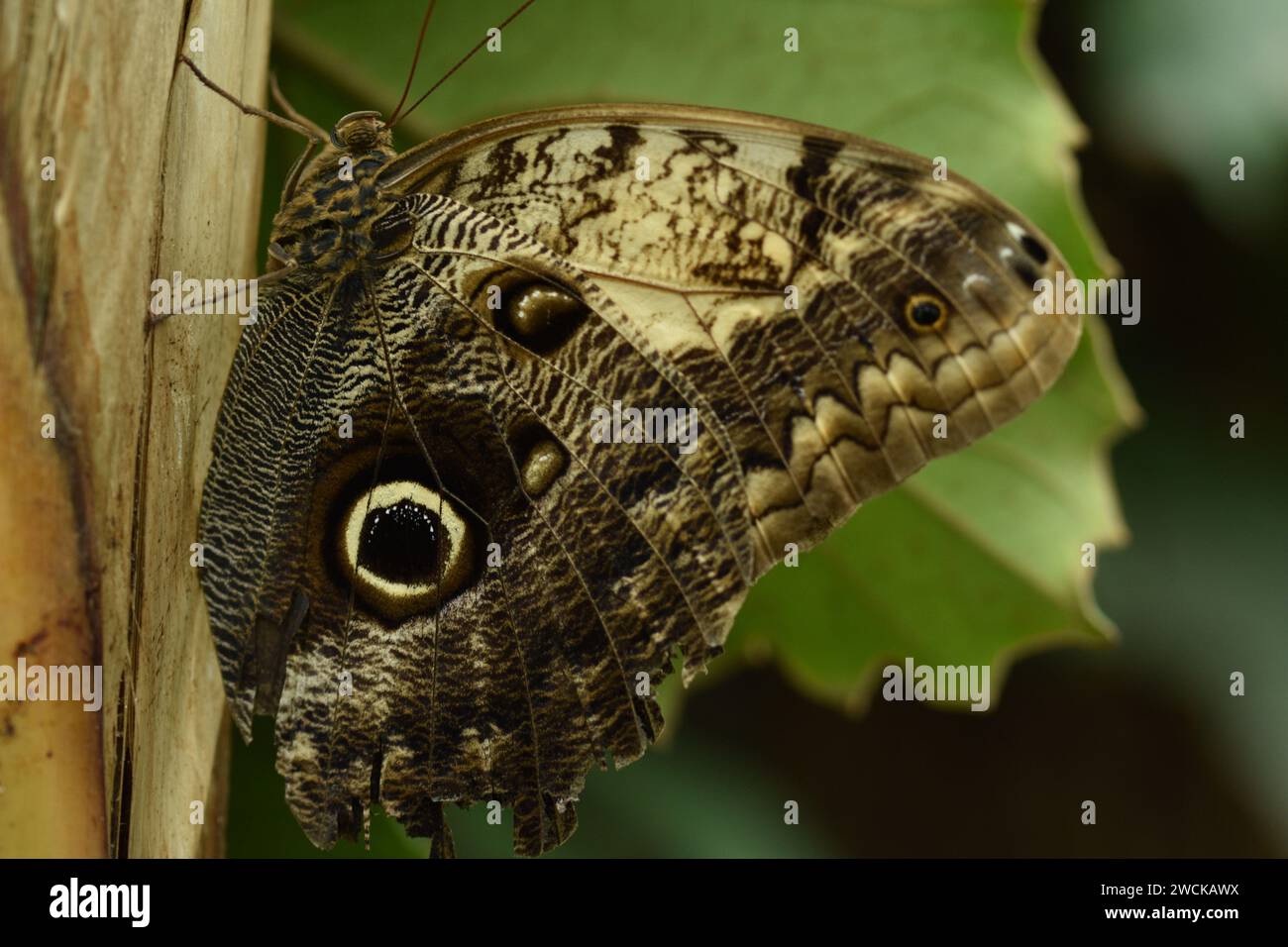 Macro photo de papillon dans le jardin Banque D'Images