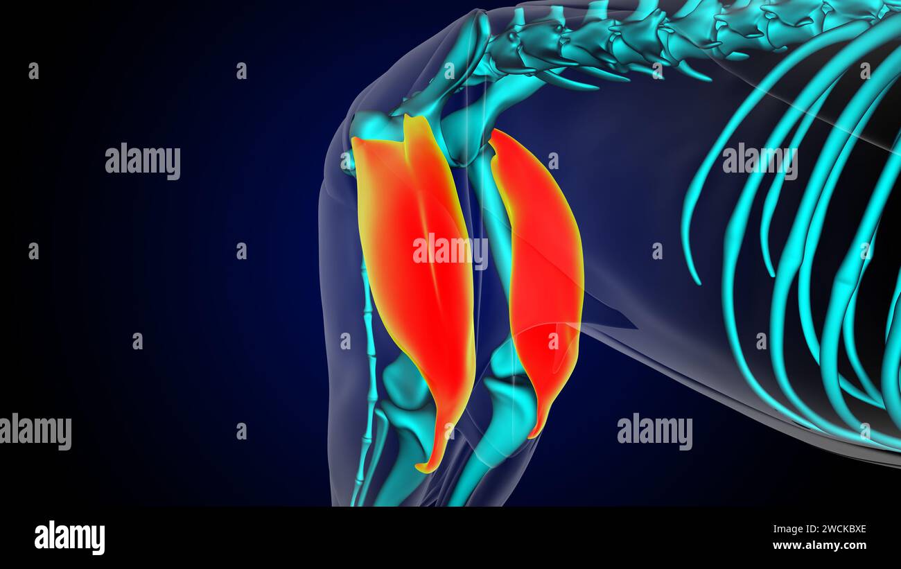 Muscle quadriceps anatomie musculaire du lion pour l'illustration 3D du concept médical Banque D'Images