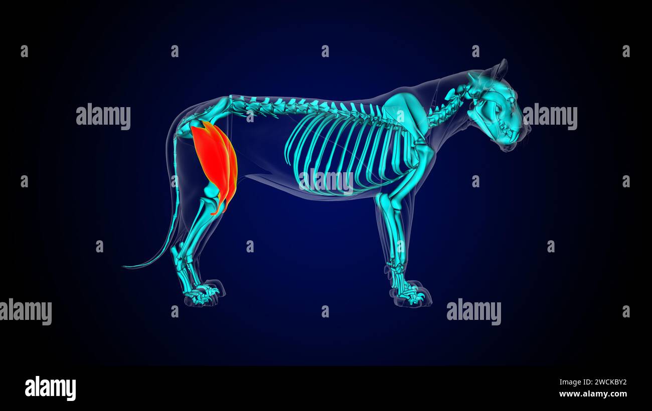 Muscle quadriceps anatomie musculaire du lion pour l'illustration 3D du concept médical Banque D'Images