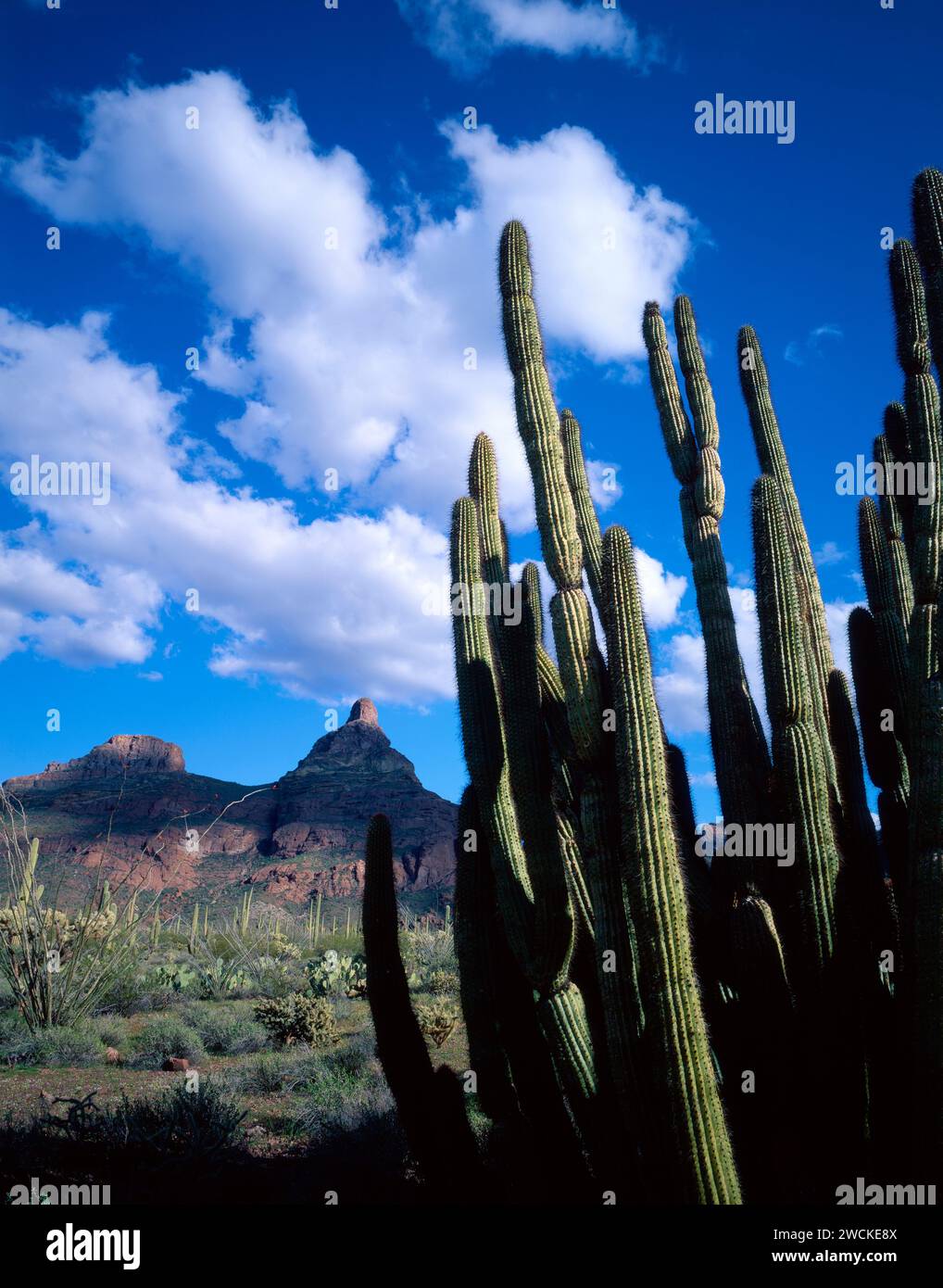 La tête de Montezuma dans le Monument National de Cactus Organ Pipe dans le sud de l'Arizona. Banque D'Images