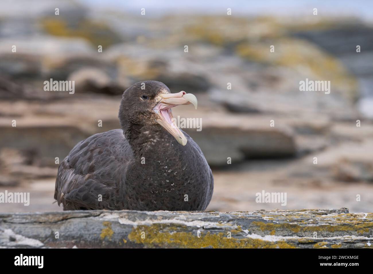 Pétrel géant du Sud (Macronectes giganteus) avec bec grand ouvert sur l'île des otaries dans les îles Malouines. Banque D'Images Pétrel géant du Sud (Macronectes giganteus) avec bec grand ouvert sur l'île des otaries dans les îles Malouines. Banque D'Images