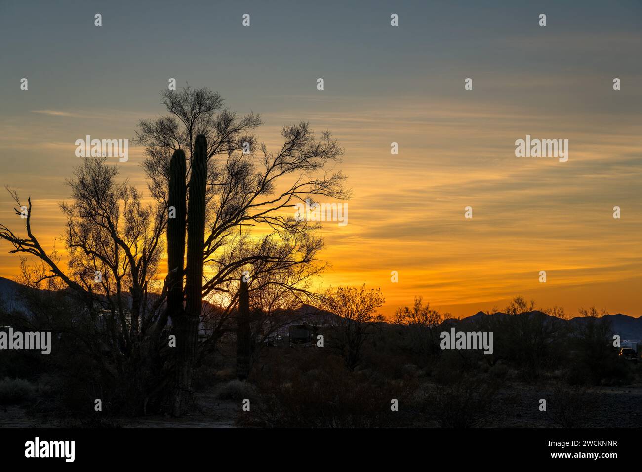 Cactus Saguaro et un arbre palo verde au coucher du soleil dans le désert de Sonora près de Quartzsite, Arizona. Banque D'Images