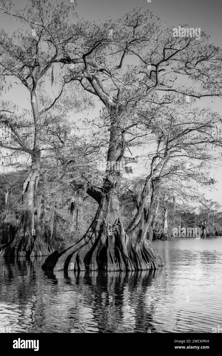 Vieux cyprès chauves dans le lac Dauterive dans le bassin Atchafalaya ou marais en Louisiane. Banque D'Images