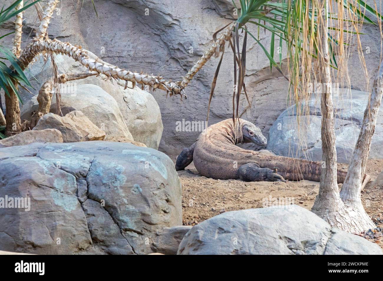 Denver, Colorado - Un dragon de Komodo (Varanus komodoensis) au zoo de Denver. Le dragon de Komodo est le plus grand lézard du monde ; il est originaire d'Indo Banque D'Images