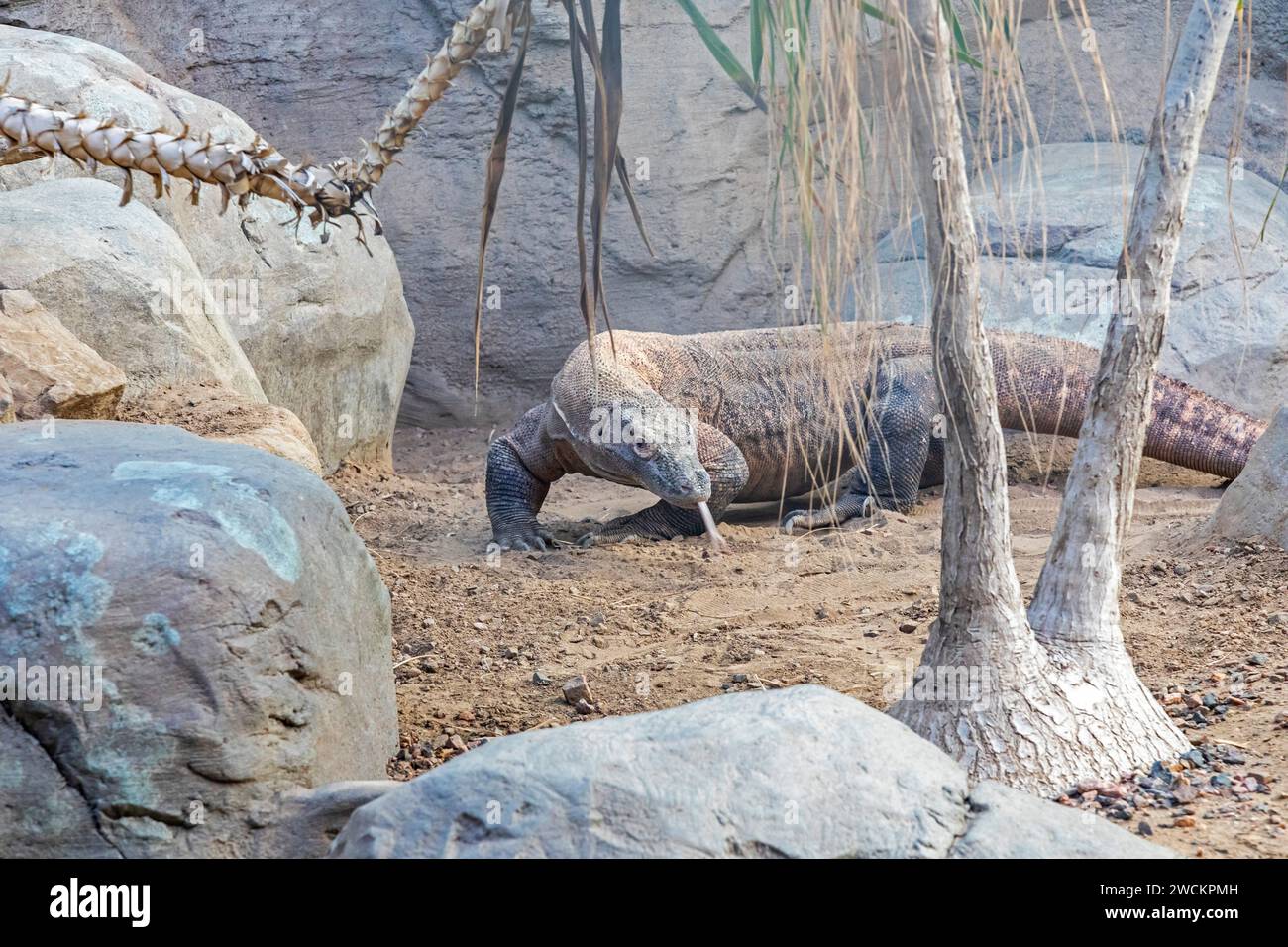 Denver, Colorado - Un dragon de Komodo (Varanus komodoensis) au zoo de Denver. Le dragon de Komodo est le plus grand lézard du monde ; il est originaire d'Indo Banque D'Images