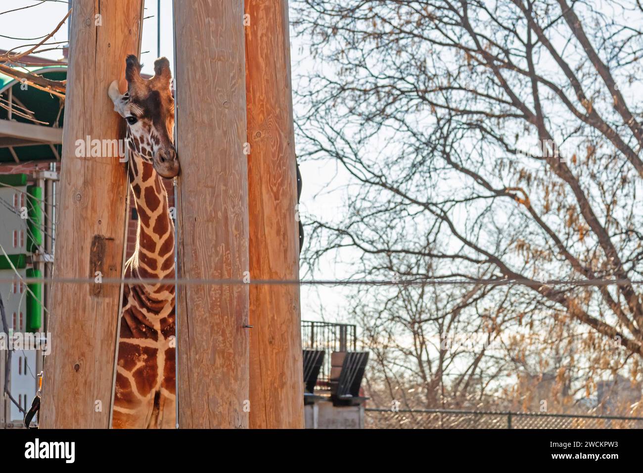 Denver, Colorado - Une girafe réticulée (Giraffa reticulata) au zoo de Denver. Banque D'Images