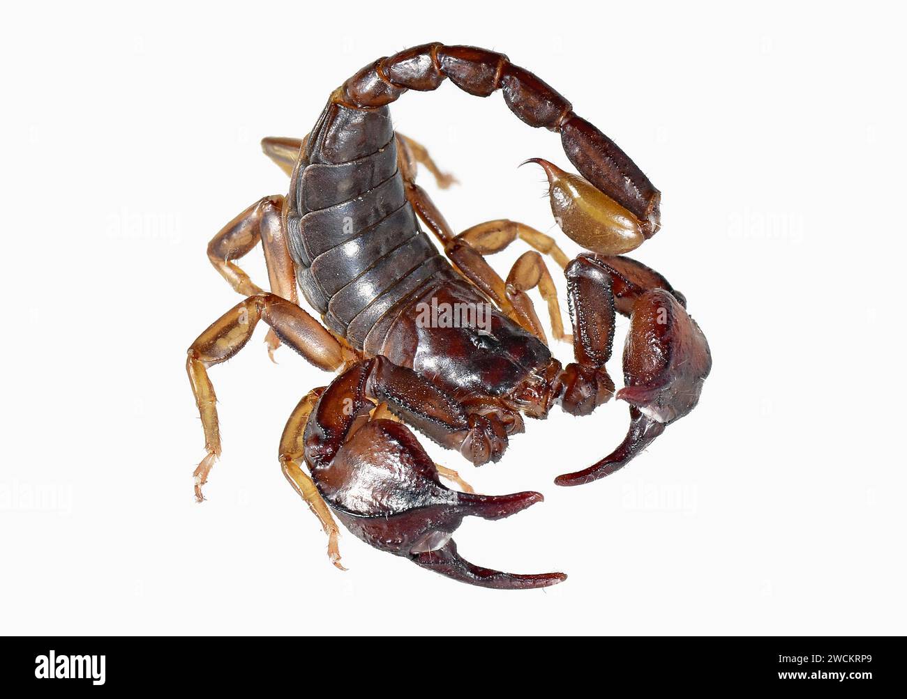 Scorpion Banque D'Images
