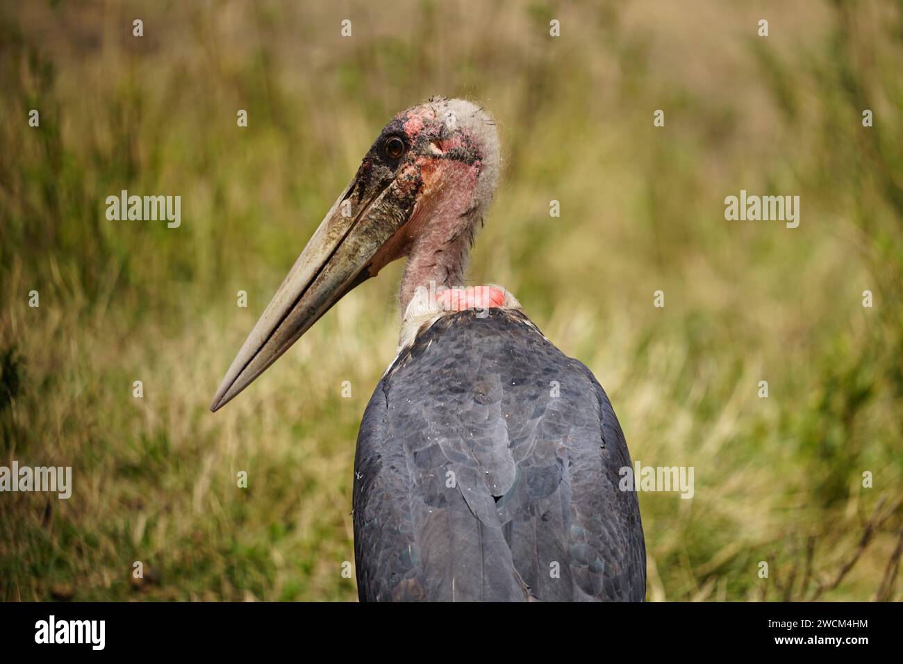 oiseau marabou, herbe, dos, demi profil Banque D'Images