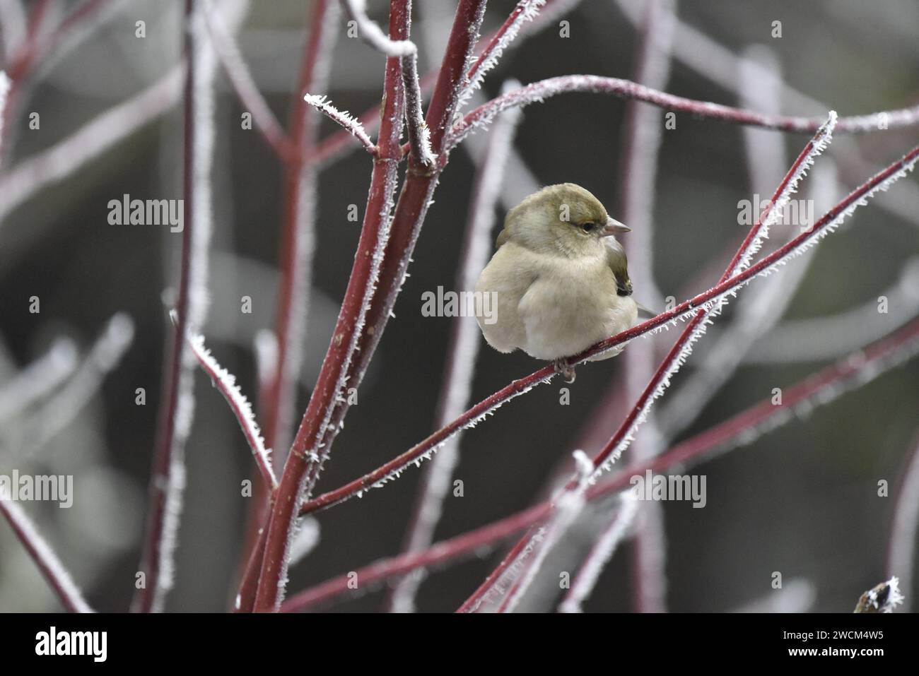 Chaffinch commun femelle (Fringilla coelebs) perché, à droite de l'image, sur Dogwood Twig couvert de givre, soufflé vers la poitrine, avec la tête tournée à droite Banque D'Images