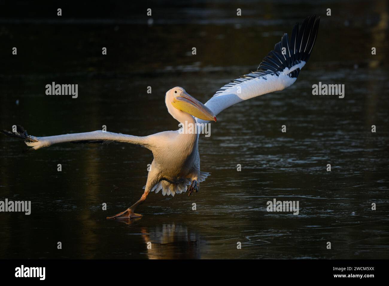 16 janvier 2024 : alors que les températures au Royaume-Uni chutent en dessous de zéro, les pélicans de St James's Park, Londres luttent pour négocier la glace.les tentatives de libérer un oiseau en difficulté échouent, mais heureusement, l'oiseau finit par se frayer un chemin vers la sécurité. Les gardiens donnent à l'oiseau fatigué un bilan de santé rapide avant de le relâcher. Banque D'Images