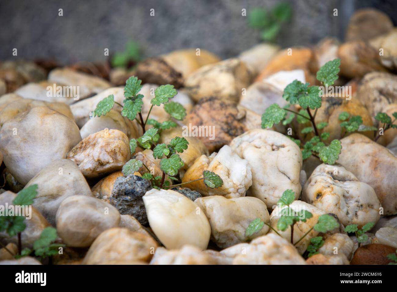 Brown Tan Rocks avec de petites plantes vertes perçant à travers Banque D'Images