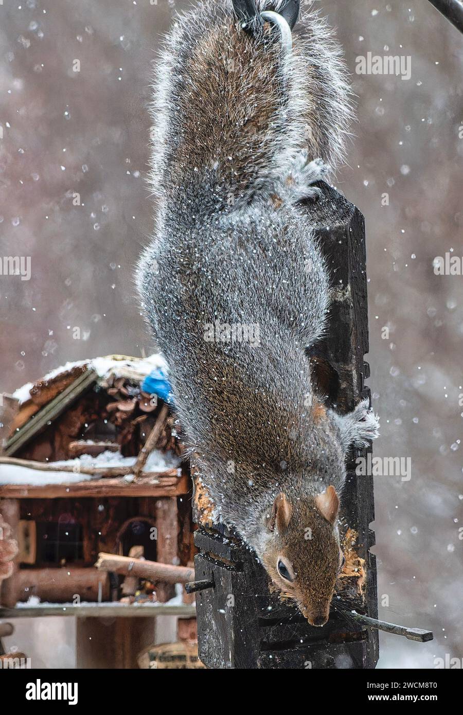 Un écureuil gris dans la neige Banque D'Images