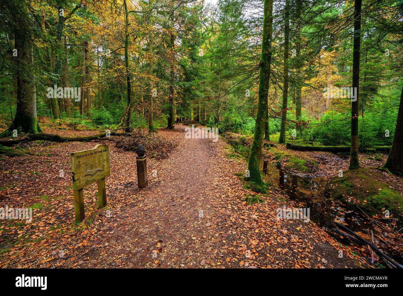 Couleurs automnales sur le Tall Trees Trail, Rhinefield Ornamental Drive dans le parc national de New Forest, Hampshire, Angleterre, Royaume-Uni Banque D'Images