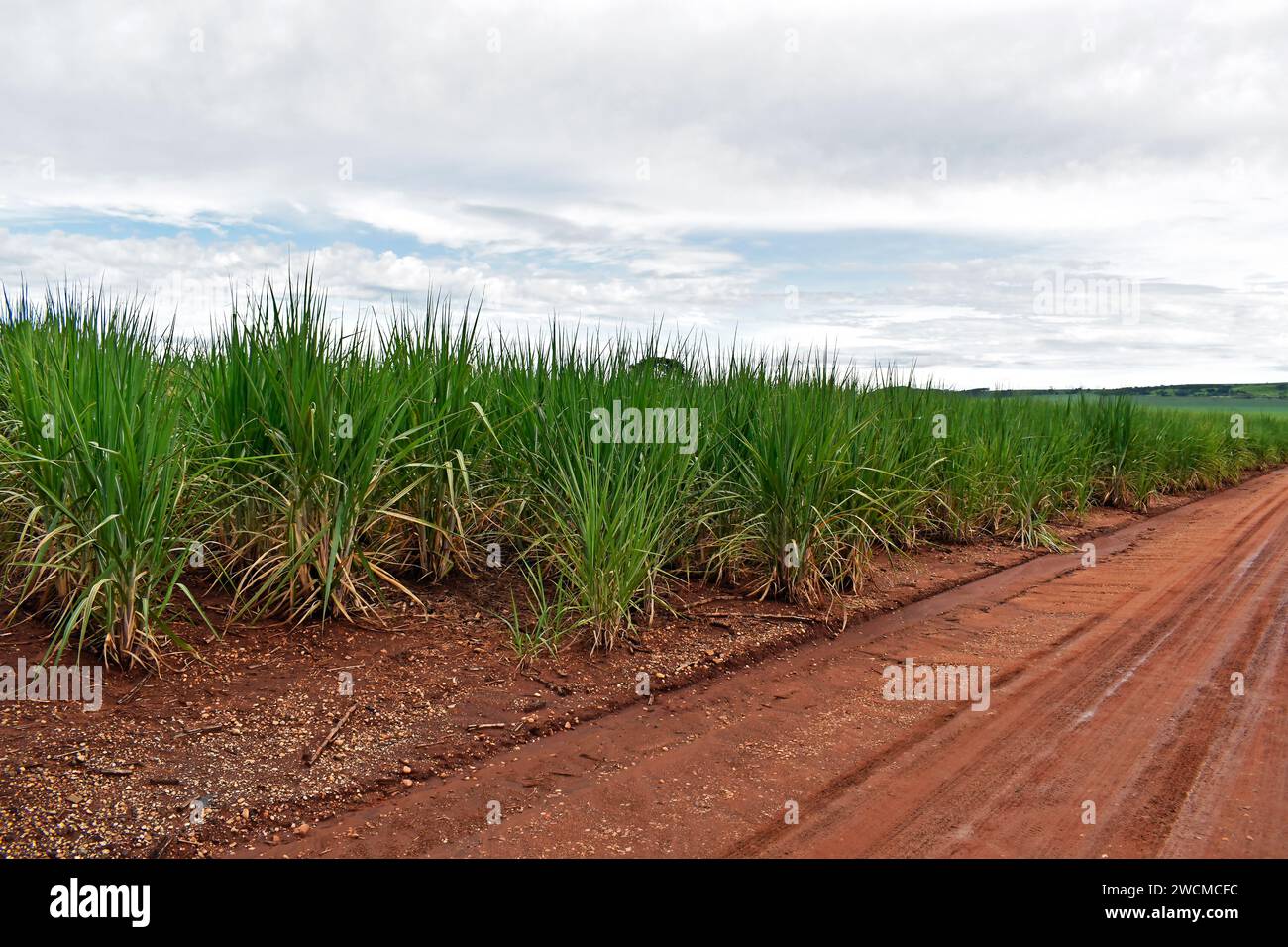 Plantation de canne à sucre à Ribeirao Preto, Sao paulo, Brésil Banque D'Images
