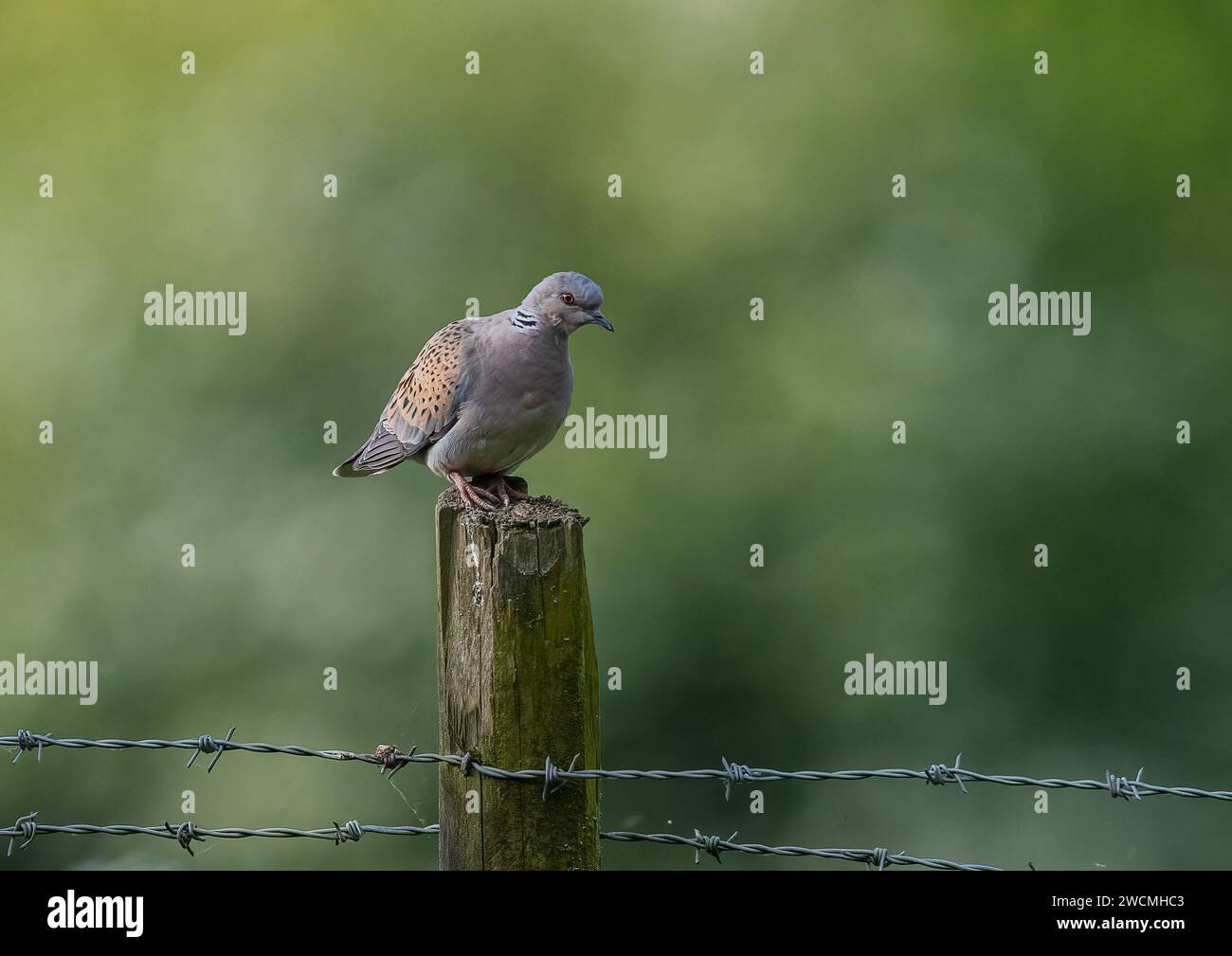 Au bord de l'extinction , une timide et douce colombe tortue, perchée sur une clôture de barbelés contrastée sur une ferme dans l'Essex , Royaume-Uni Banque D'Images