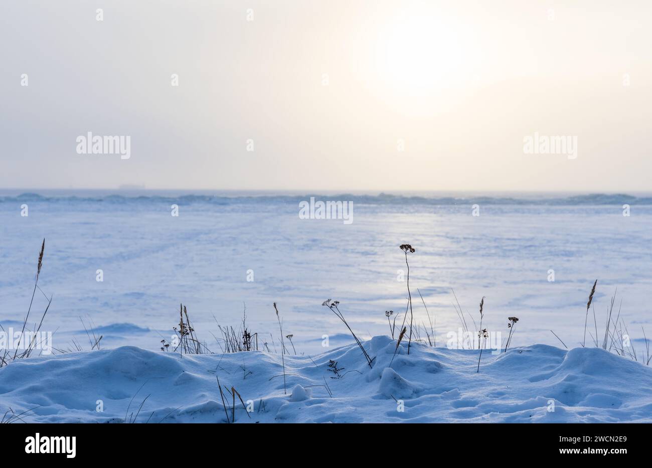 Paysage d'hiver avec des fleurs sèches dans une dérive de neige sur une journée ensoleillée, photo de fond naturelle prise sur la côte de la mer Baltique gelée Banque D'Images