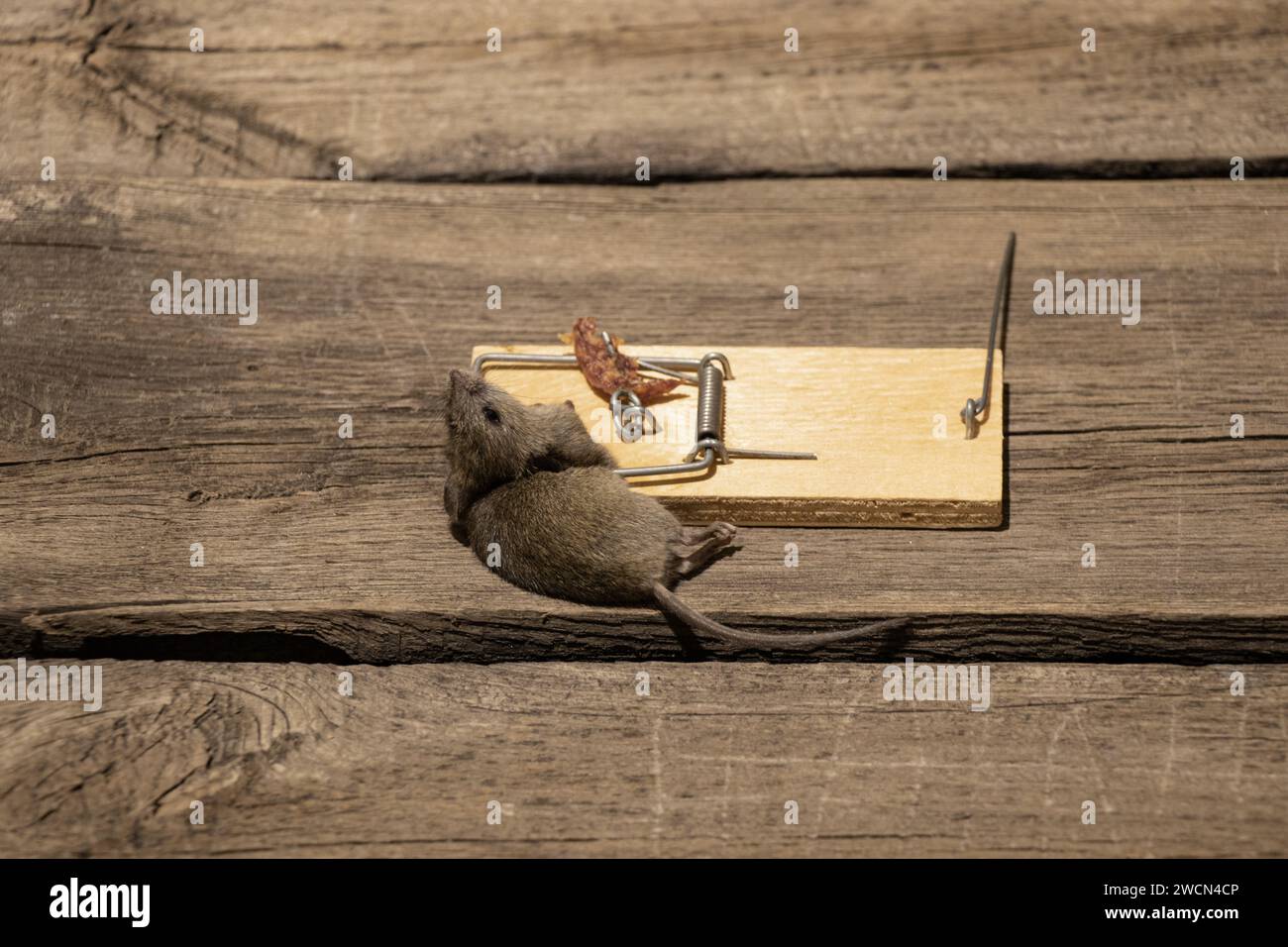 Souris morte dans un piège à souris sur le sol à la maison, piège à souris et souris, piège Banque D'Images