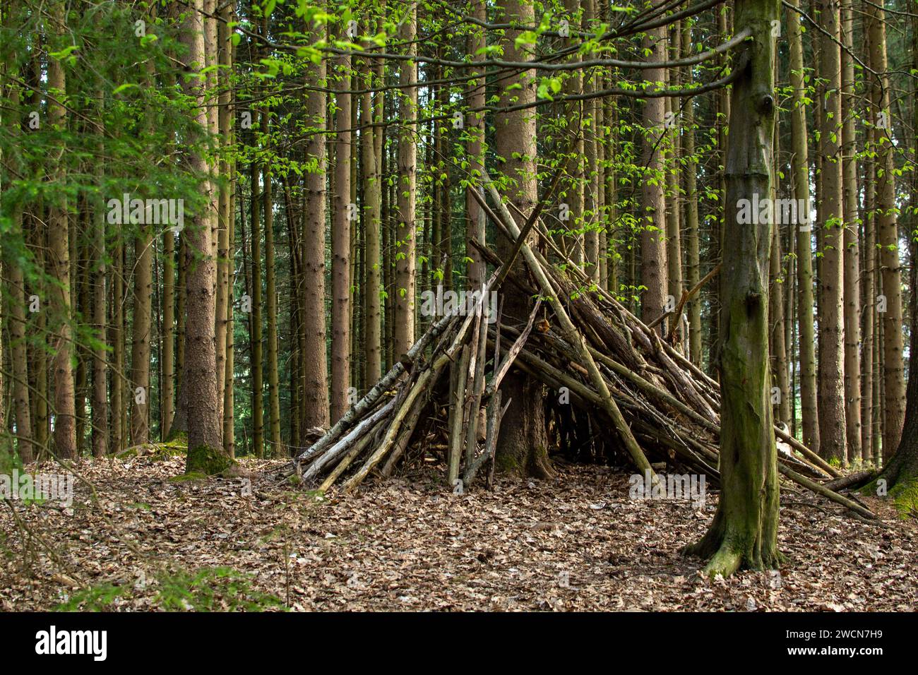 Cabane de troncs de pin dans la forêt autrichienne Banque D'Images