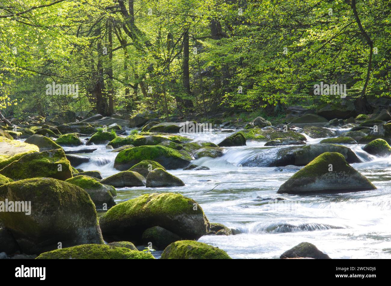 Eau qui coule rapidement dans une rivière avec des rochers, des pierres avec de la mousse et des arbres, vallée de Bode avec la rivière Bode, forêt de hêtres de cuivre (Fagus sylvatica) ou Banque D'Images