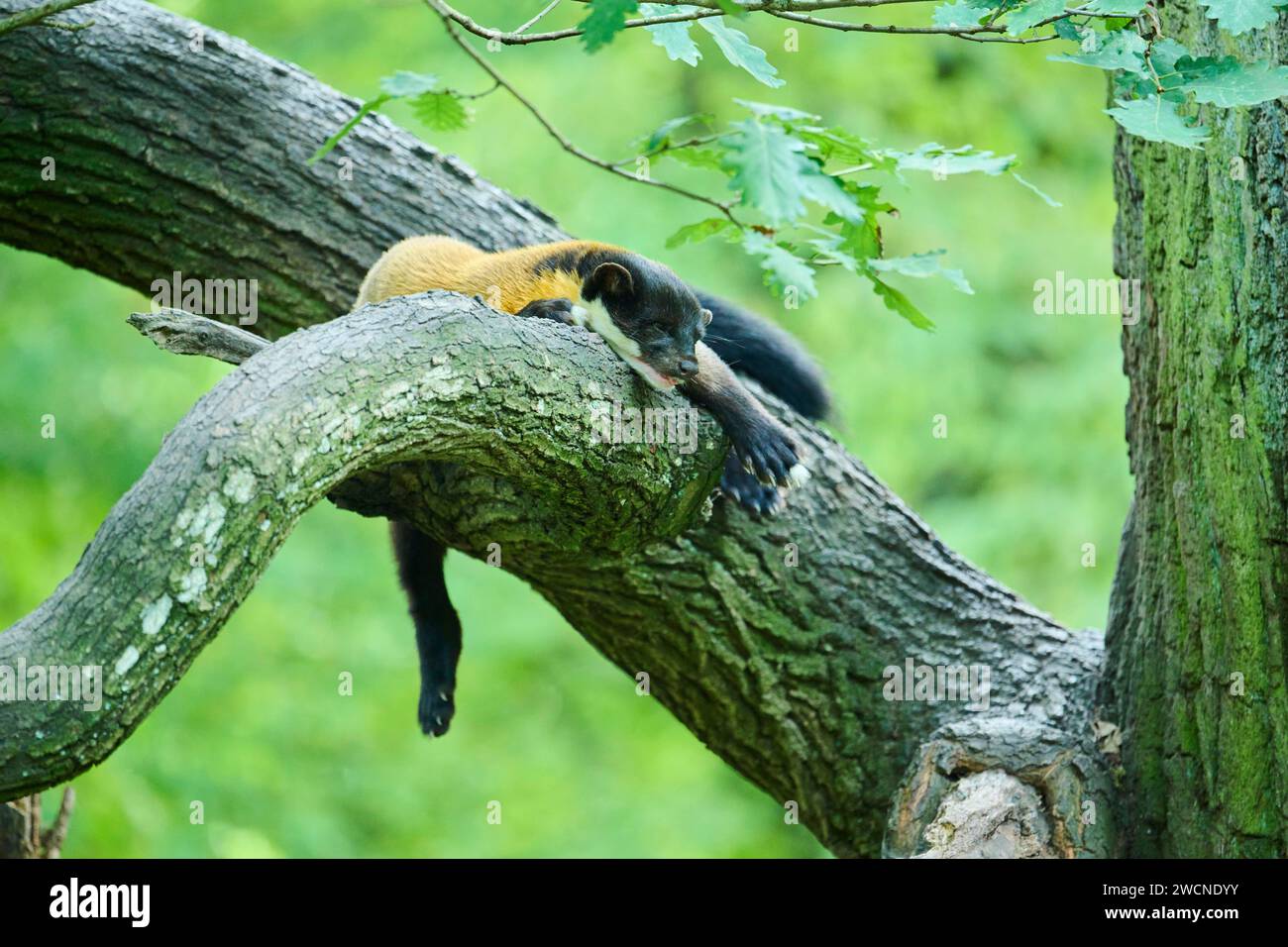 Martre à gorge jaune (Martes flavigula) couchée sur un arbre, Allemagne Banque D'Images