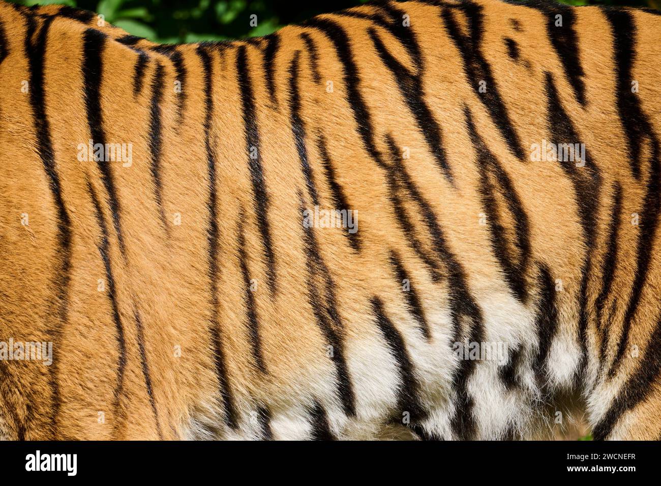 Tigre de Sibérie (Panthera tigris altaica) détail, fourrure, captif, Allemagne Banque D'Images