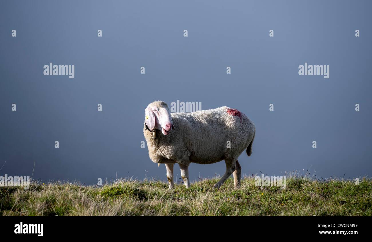 Mouton avec cloche sur une prairie de montagne devant les nuages, Berliner Hoehenweg, Zillertal Alpes, Tyrol, Autriche Banque D'Images