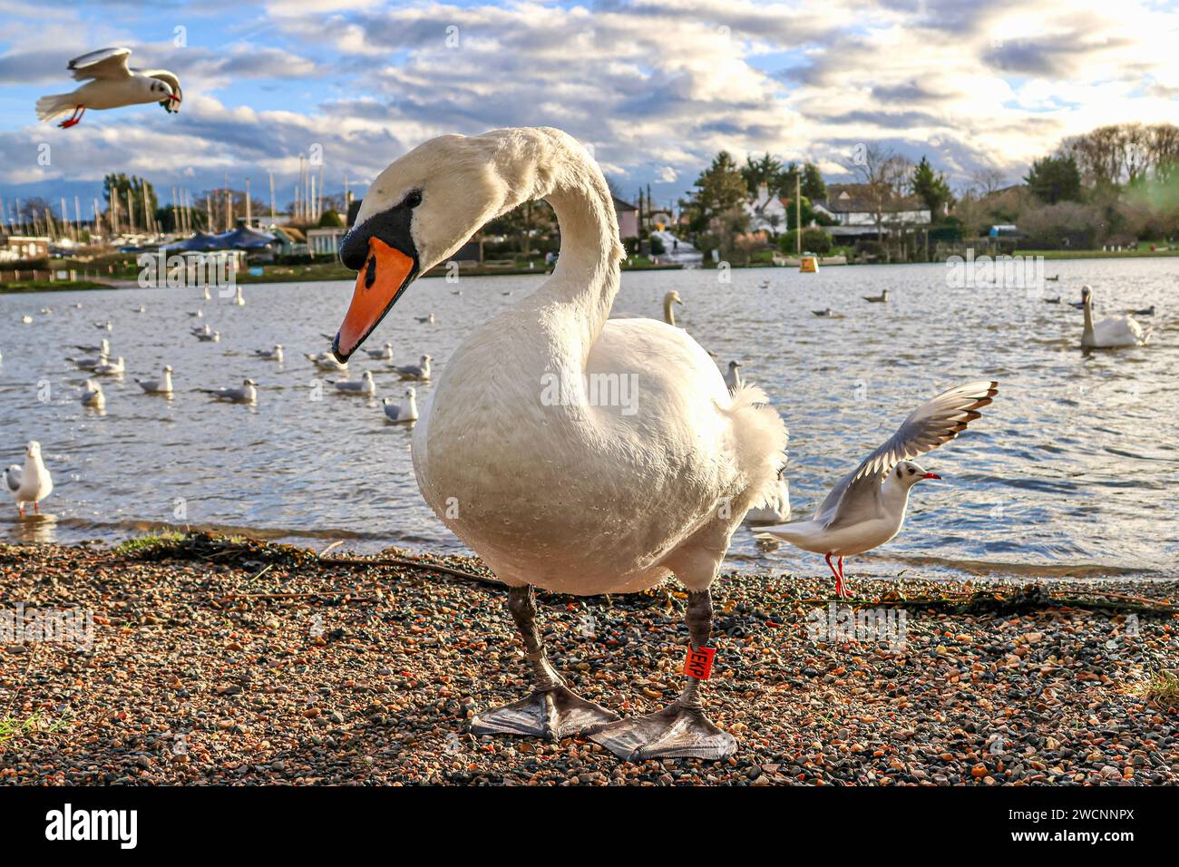 Un cygne muet sur les rives de la rivière Crouch, Essex Banque D'Images