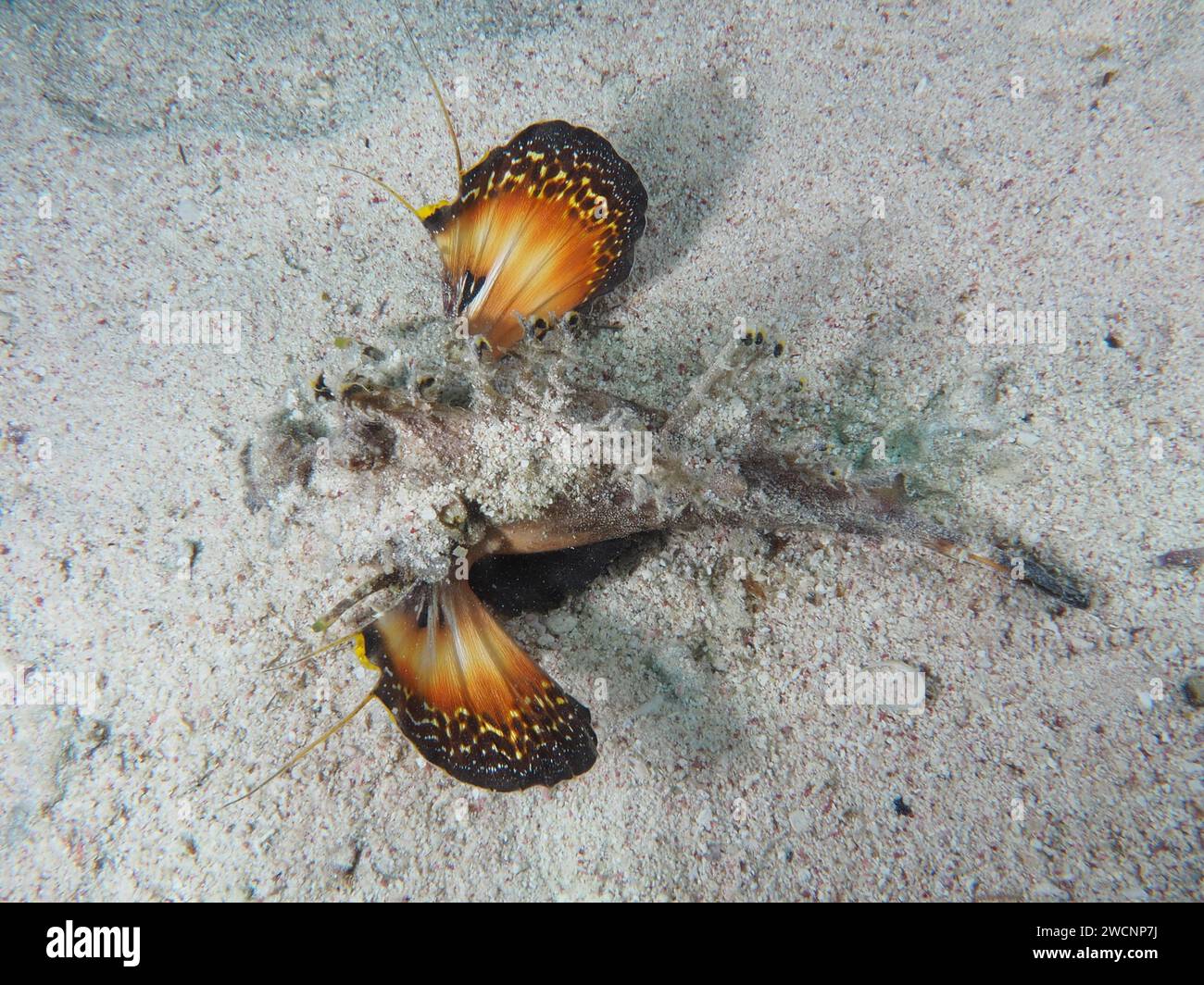 Un walkman de mer Rouge (Inimicus filamentosus) le Devilfish avertit ses ennemis avec ses nageoires colorées. Site de plongée House Reef, mangrove Bay, El Banque D'Images