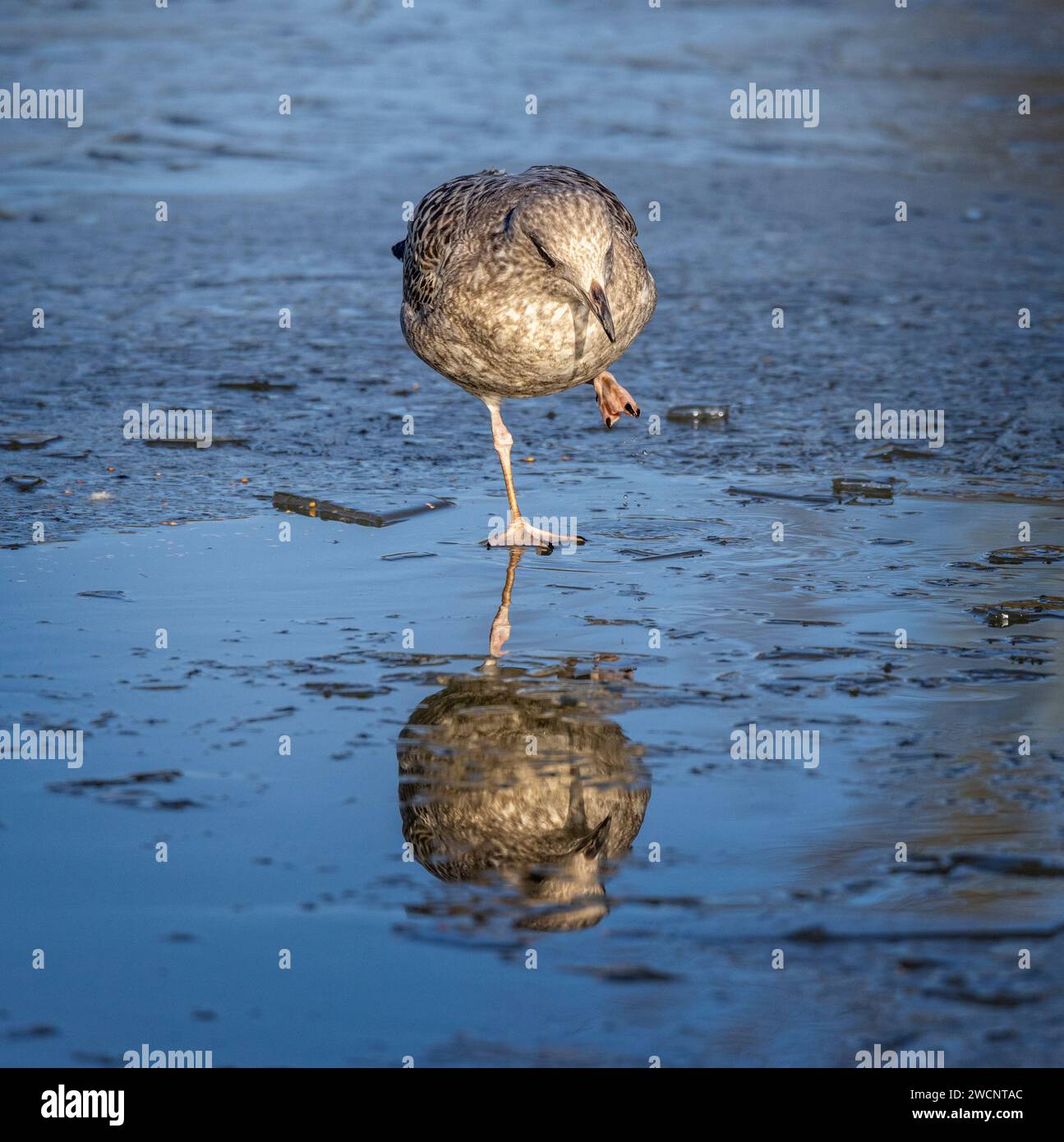 Gros plan d'une mouette juvénile debout sur une jambe sur un lac gelé avec réflexion Banque D'Images