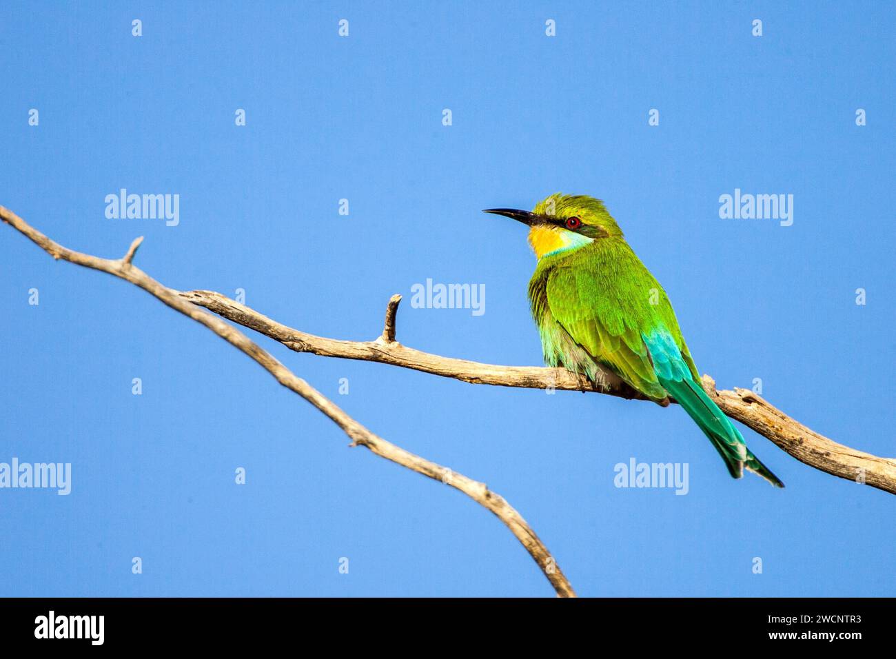 Mangeur d'abeilles africain (Merops apiaster), Afrique du Sud Banque D'Images