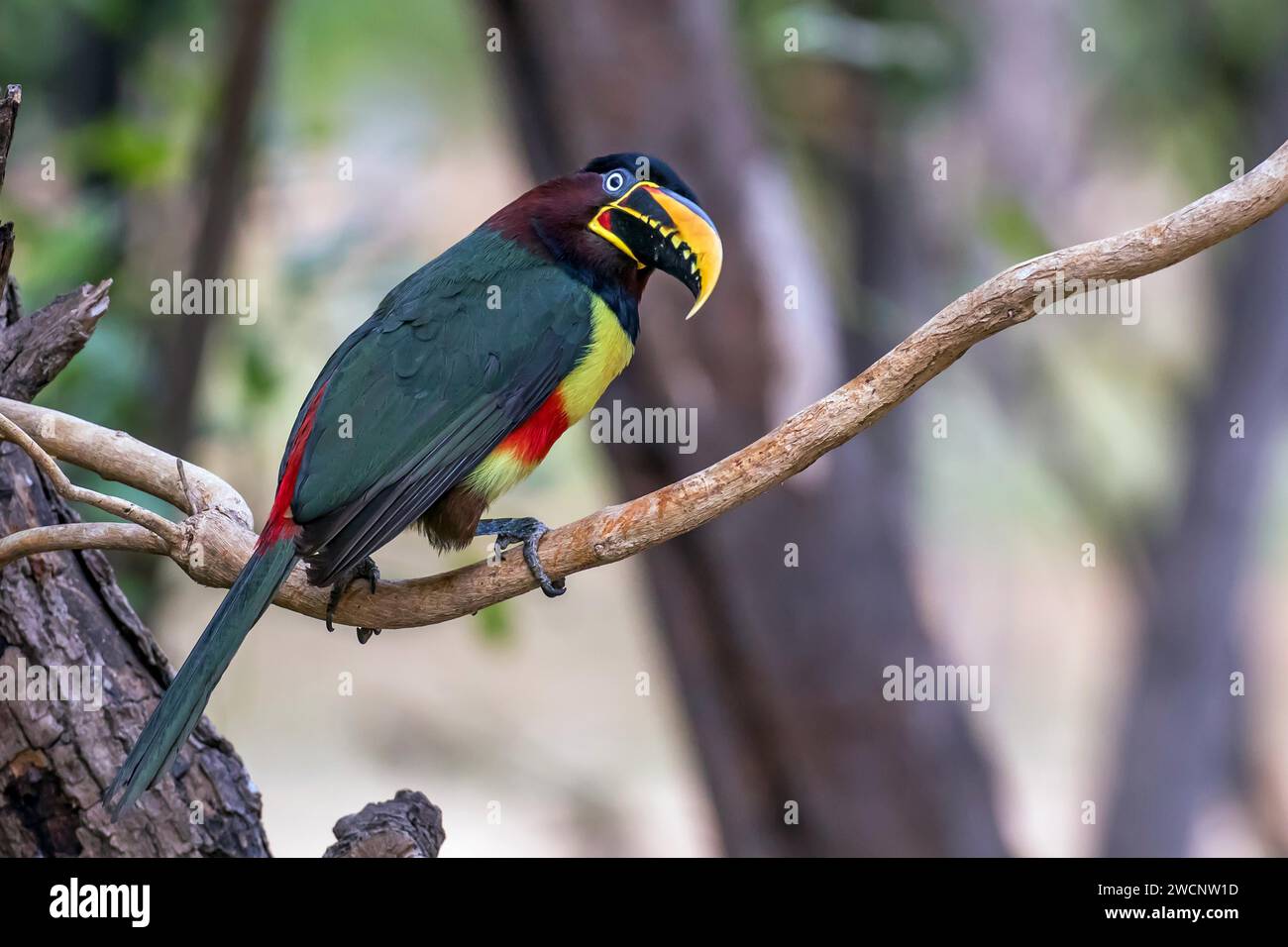 Aracari aux oreilles de châtaignier (Pteroglossus castanotis), Amérique du Sud, Brésil, Mato Grosso, Amérique du Sud Banque D'Images