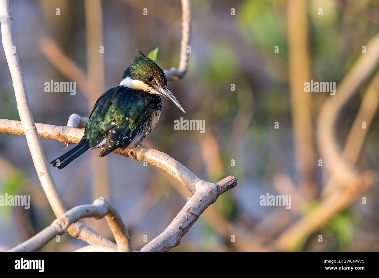 Green Kingfisher, Mato Gross0, Brésil, (Cloroceryle americana), Kingfisher, Kingfishers, Pantanal, Amérique du Sud Banque D'Images