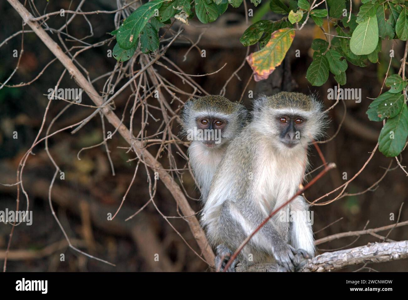 Singe vert (Chlorocebus sabaeus), paire, deux, Afrique du Sud Banque D'Images