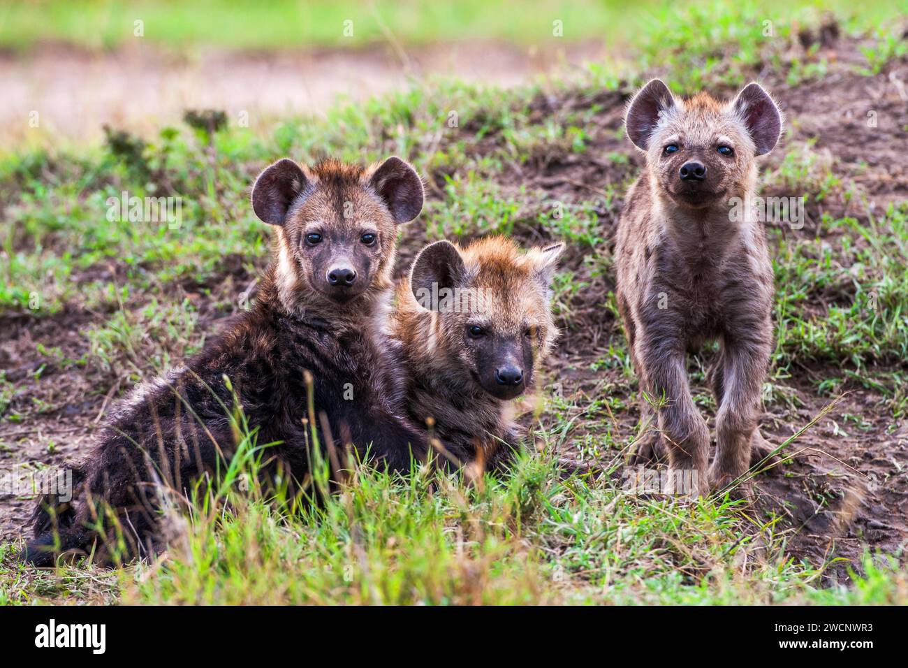 Trois jeunes hyènes tachetées (Crocuta crocuta), Masai Mara, Kenya Banque D'Images