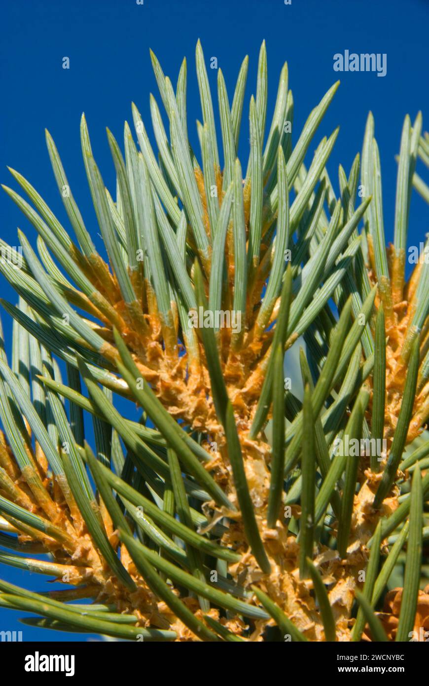 Aiguilles de pin de Pinyon, ancienne forêt de pins de Bristlecone, ancienne route panoramique nationale de Bristlecone, forêt nationale d'Inyo, Californie Banque D'Images