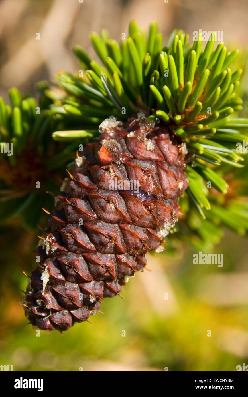 Pinecone, ancienne forêt de pins de Bristlecone, ancienne route panoramique nationale de Bristlecone, forêt nationale d'Inyo, Californie Banque D'Images