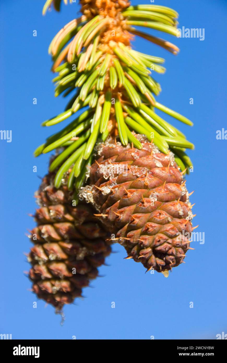 Pinecone, ancienne forêt de pins de Bristlecone, ancienne route panoramique nationale de Bristlecone, forêt nationale d'Inyo, Californie Banque D'Images