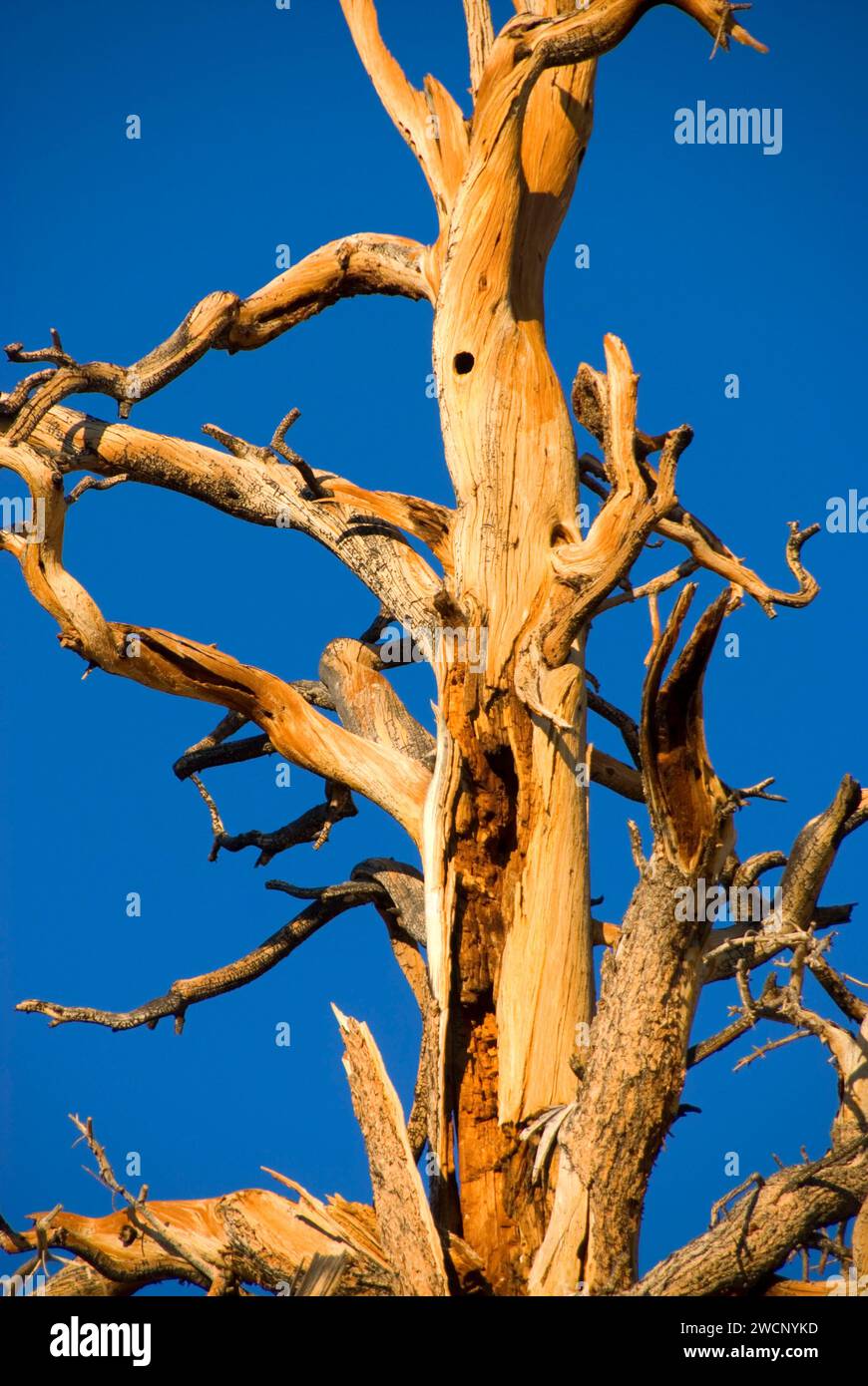 PIN de Bristlecone à Schulman Grove, forêt ancienne de pins de Bristlecone, chemin panoramique national de Bristlecone antique, forêt nationale d'Inyo, Californie Banque D'Images