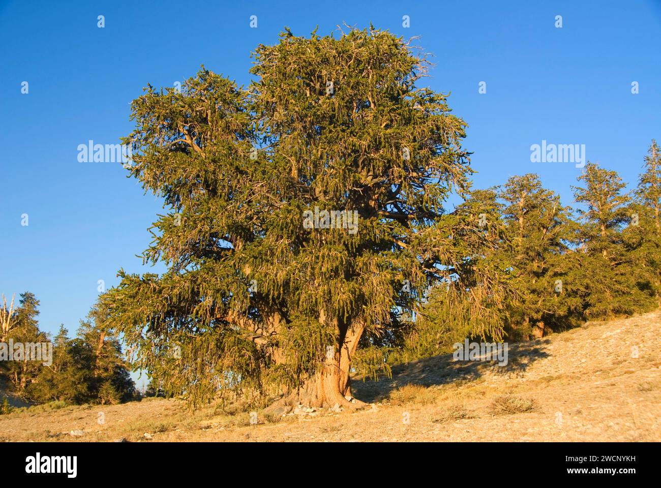 PIN de Bristlecone à Schulman Grove, forêt ancienne de pins de Bristlecone, chemin panoramique national de Bristlecone antique, forêt nationale d'Inyo, Californie Banque D'Images