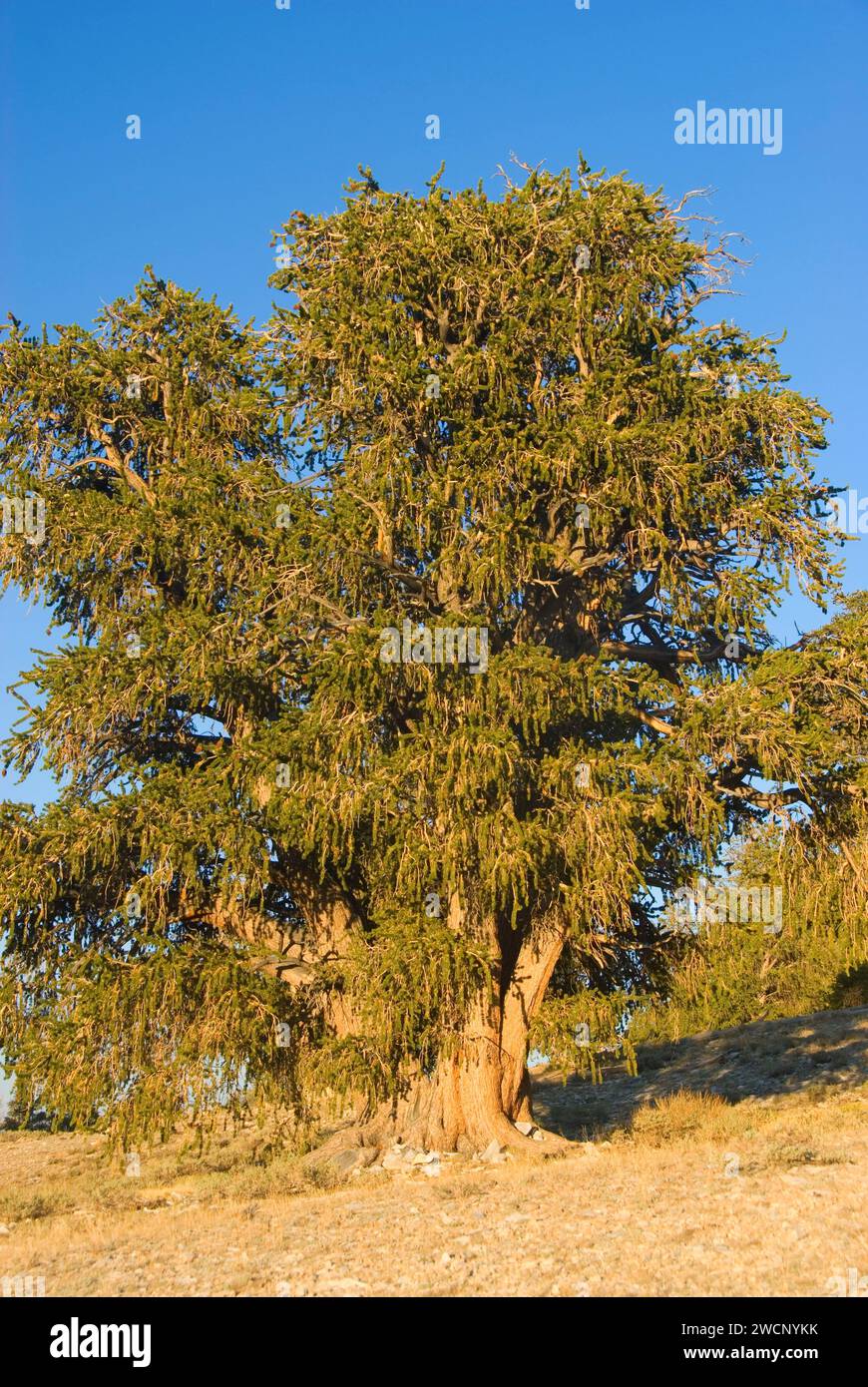 PIN de Bristlecone à Schulman Grove, forêt ancienne de pins de Bristlecone, chemin panoramique national de Bristlecone antique, forêt nationale d'Inyo, Californie Banque D'Images