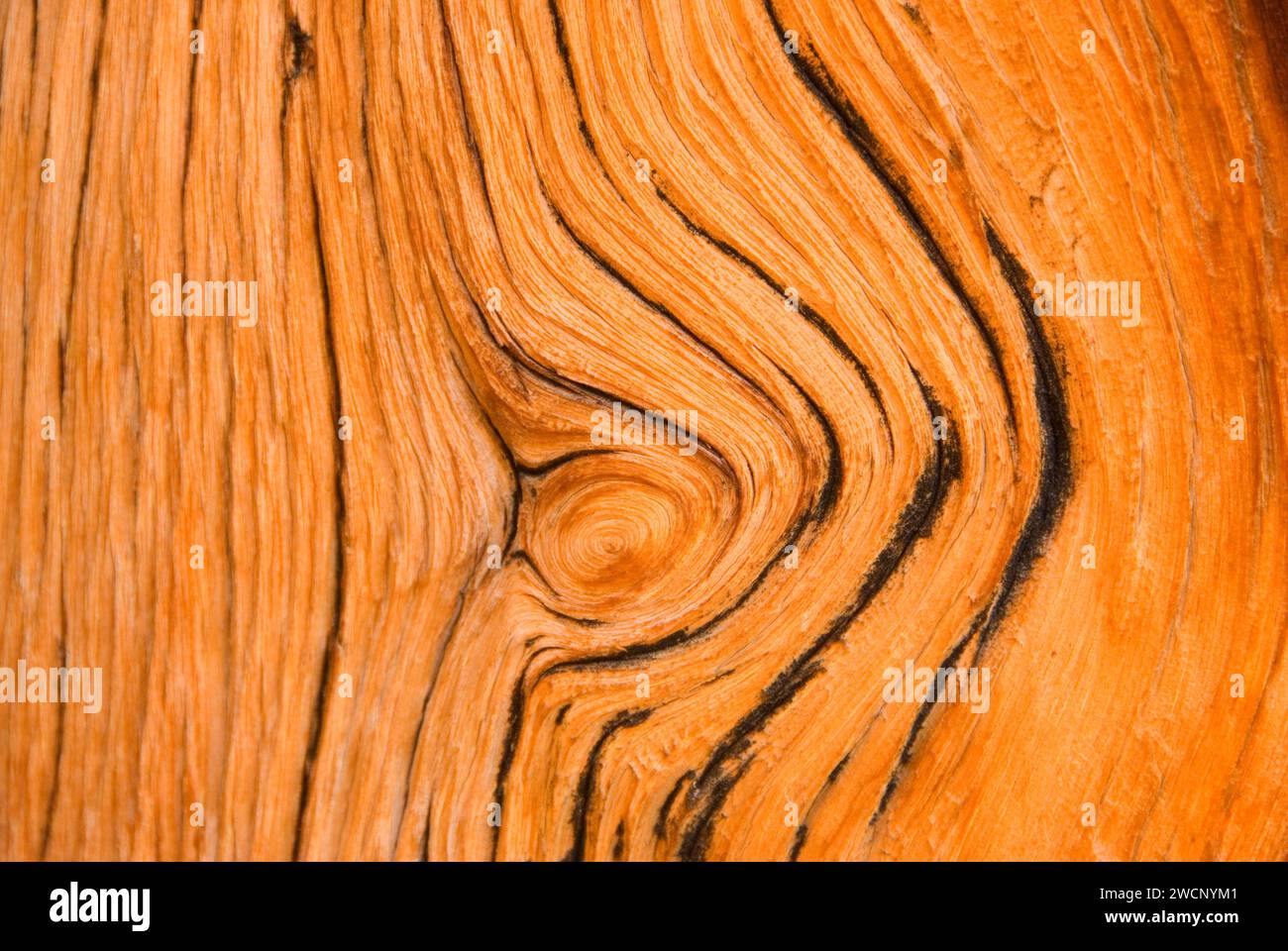 Bois pin Bristlecone Pine Forest, ancien, ancienne Bristlecone National Scenic Byway, Inyo National Forest, Californie Banque D'Images