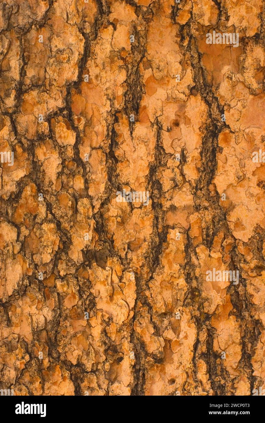 Écorce de pin de Bristlecone, ancienne forêt de pins de Bristlecone, ancienne route panoramique nationale de Bristlecone, forêt nationale d'Inyo, Californie Banque D'Images