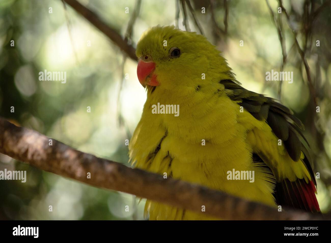 Le perroquet Régent mâle a une apparence jaune générale avec la queue et les bords extérieurs des ailes étant bleu foncé-noir. Banque D'Images