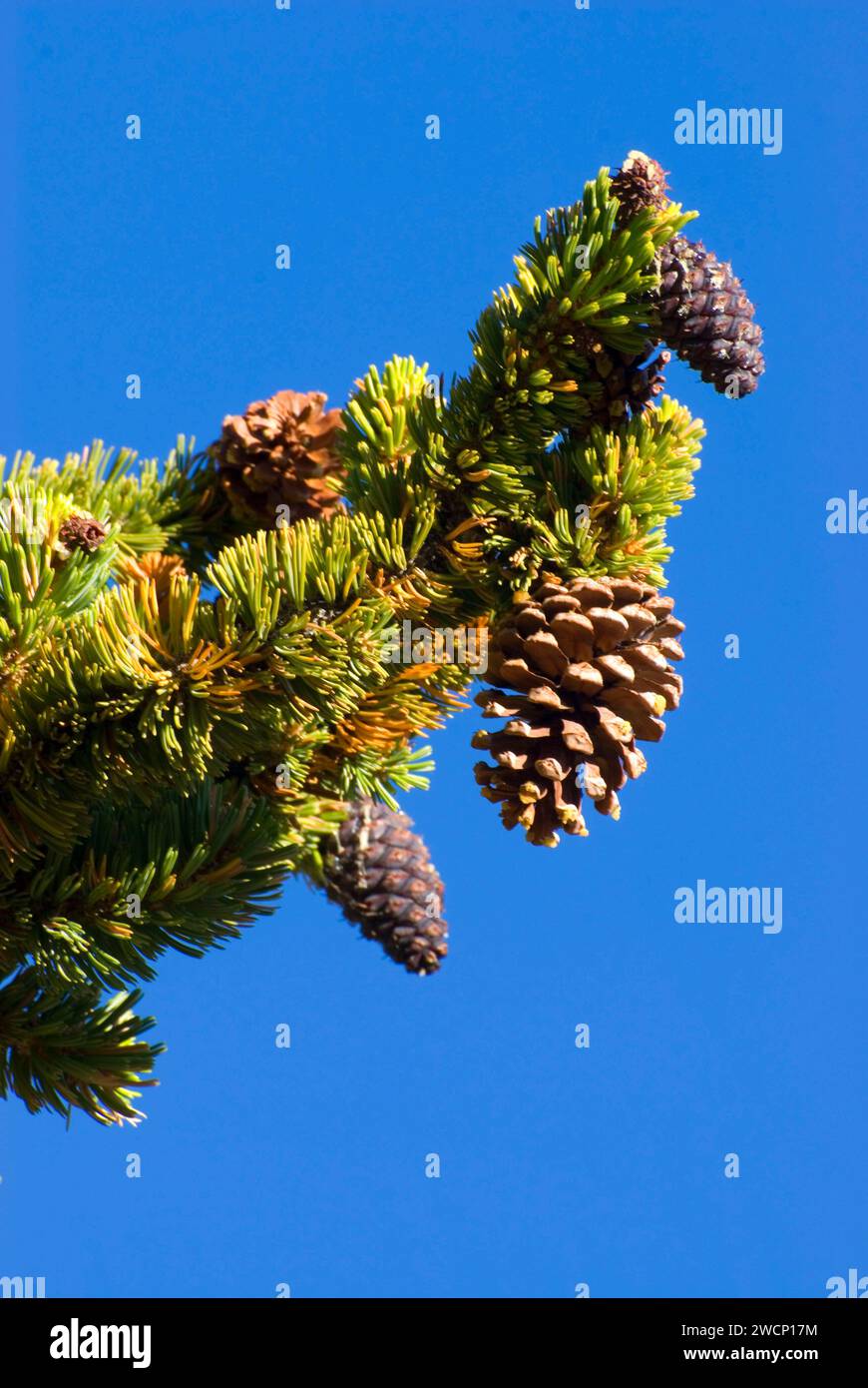 Pinecone, ancienne forêt de pins de Bristlecone, ancienne route panoramique nationale de Bristlecone, forêt nationale d'Inyo, Californie Banque D'Images