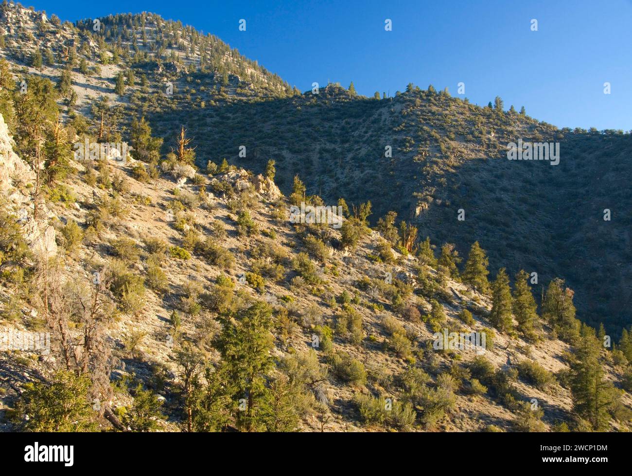 Schulman Grove le long de la piste de loisirs nationale de Methuselah Walk, ancienne forêt de pins de Bristlecone, forêt nationale d'Inyo, Californie Banque D'Images