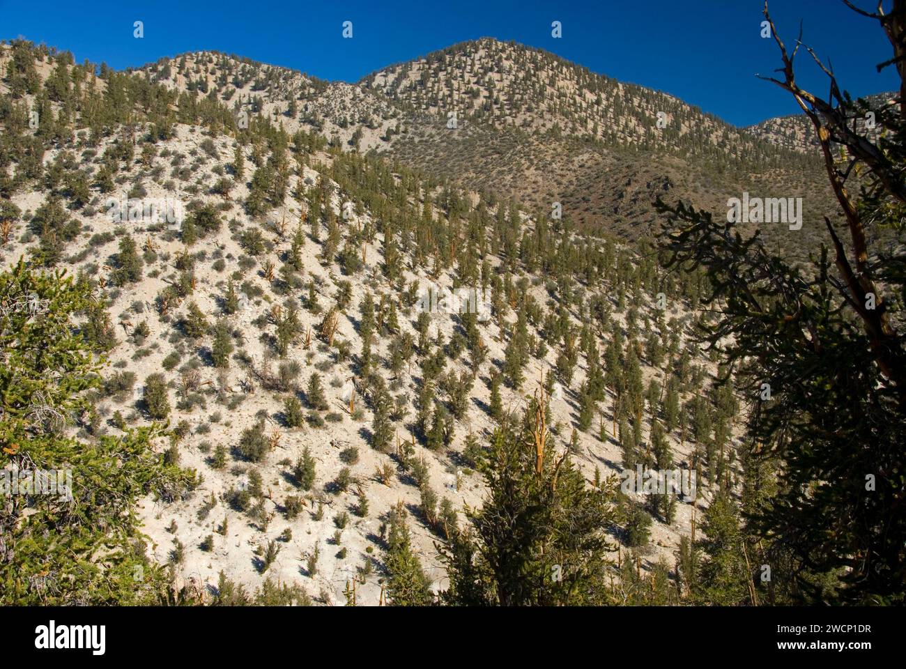Schulman Grove le long de la piste de loisirs nationale de Methuselah Walk, ancienne forêt de pins de Bristlecone, forêt nationale d'Inyo, Californie Banque D'Images