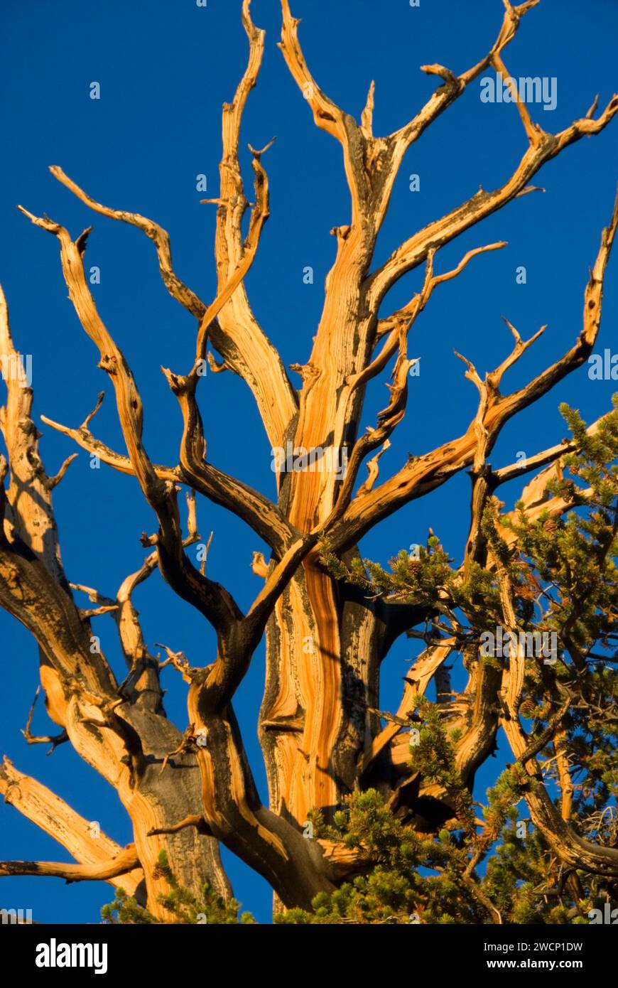 Pin de Bristlecone le long du sentier de loisirs national de Methuselah Walk, ancienne forêt de pins de Bristlecone, forêt nationale d'Inyo, Californie Banque D'Images
