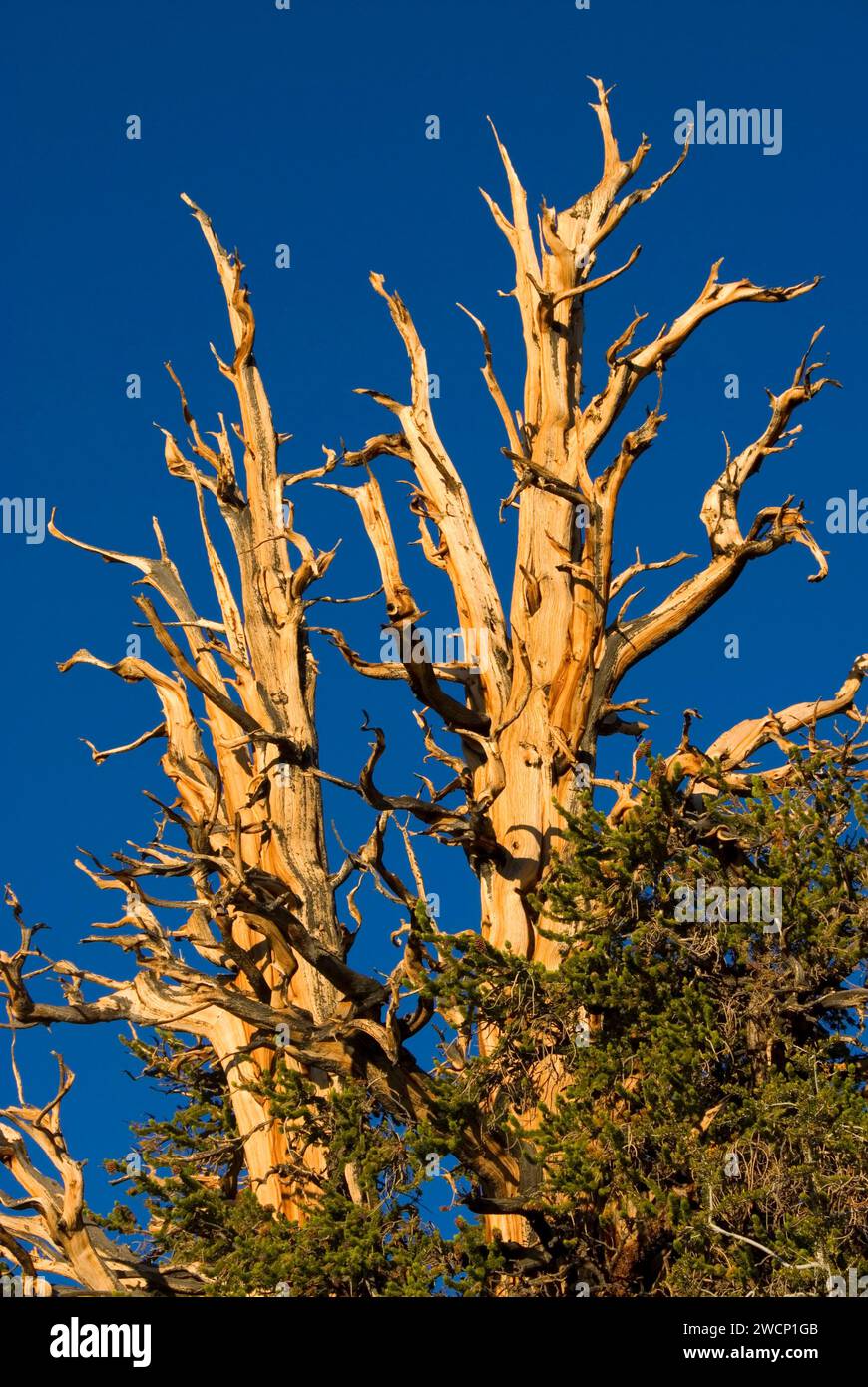Pin de Bristlecone le long du sentier de loisirs national de Methuselah Walk, ancienne forêt de pins de Bristlecone, forêt nationale d'Inyo, Californie Banque D'Images